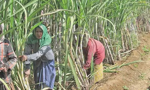Sugar factories in Anakapalle facing significant challenges