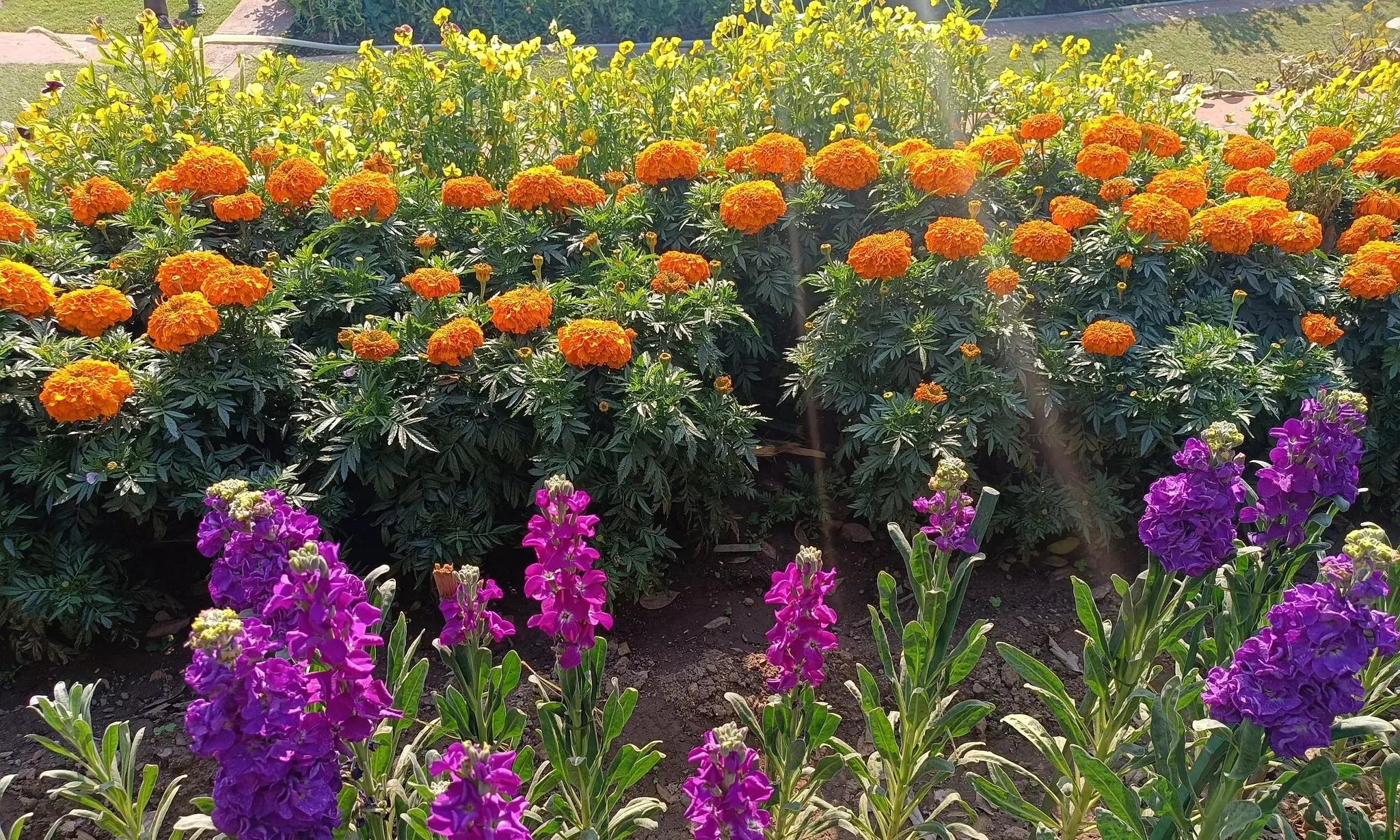 Udyan Utsav Flower Festival to Be Held at Rashtrapati Nilayam Udyan Utsav Flower Festival to Be Held at Rashtrapati Nilayam