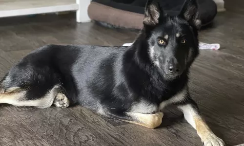 Missing dog returned to family home, rang doorbell in US Missing dog returned to family home, rang doorbell in US