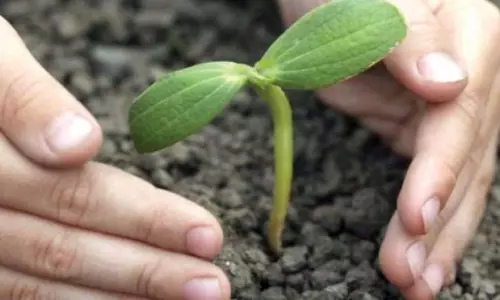 Saplings as New Year gift flood Godavari districts