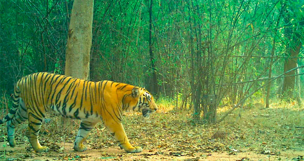 Tiger Found Dead After Killing Woman in Wayanad Tiger Found Dead After Killing Woman in Wayanad