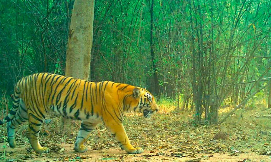 Tiger Dies During Tranquillisation Attempt in Kerala Tiger Dies During Tranquillisation Attempt in Kerala