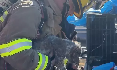 Over 500 animals Killed in Dallas Shopping Center, Cause Under Investigation