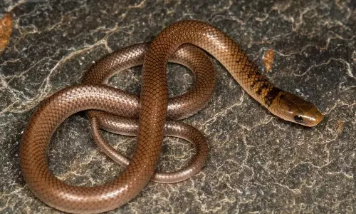Boy Bitten By Snake In Kagaznagar Stable After Treatment