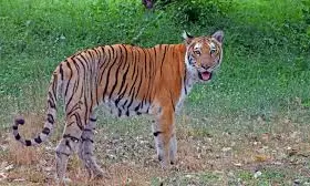 AP officials begin tiger census in Nallamala