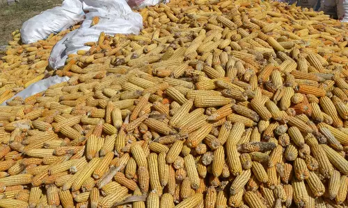 Prakasam Farmers Opt More for Maize Cultivation
