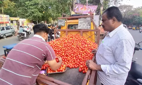 Drastic Dip in Tomato Prices Leaves Farmers Fuming in Telangana