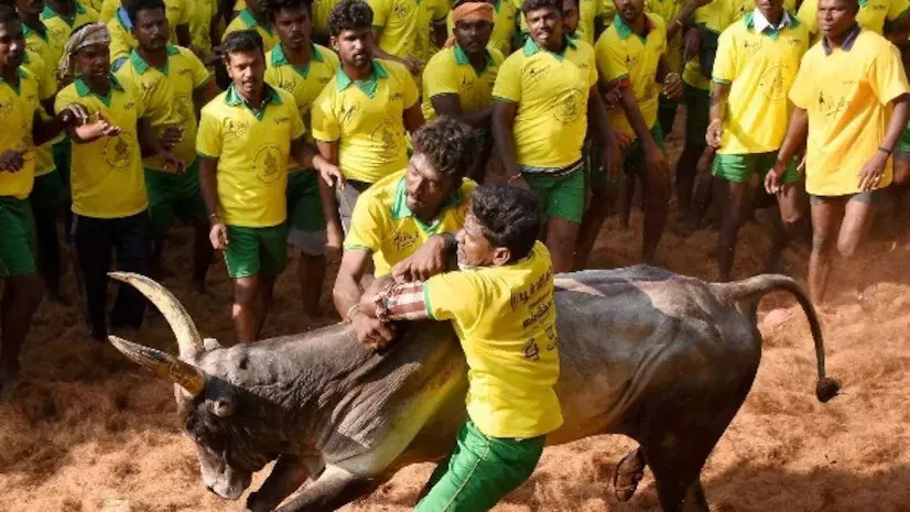 Tamil Ndu: Jallikattu begins in Madurai; 1,100 bulls, 900 tamers in fray Tamil Ndu: Jallikattu begins in Madurai; 1,100 bulls, 900 tamers in fray