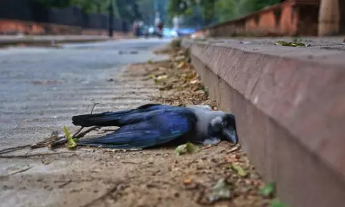 Amid crow deaths due to bird flu, 4,200 chicks found dead in Latur
