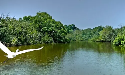 Odisha: Bhitarkanika National Park Closes for Annual Crocodile Census