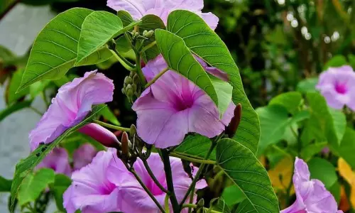 Lotta Pisu takes centre-stage in KTR’s Formula e-car case