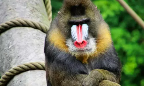 African baboon dies in Delhi zoo, third animal death in as many weeks
