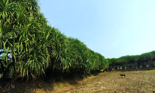 Mogali flowers’ output falls steeply in Srikakulam due to insufficient rains