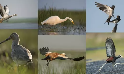 Mid-winter Waterfowl Census 2025: Odisha records over 15 lakh birds across wetlands