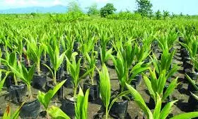 CTRI Renamed as NIRCA to Boost India’s Commercial Agriculture