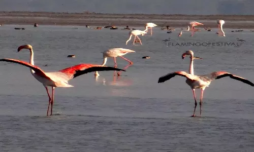 Flamingo Festival 2025 Kicks Off in Sullurupeta