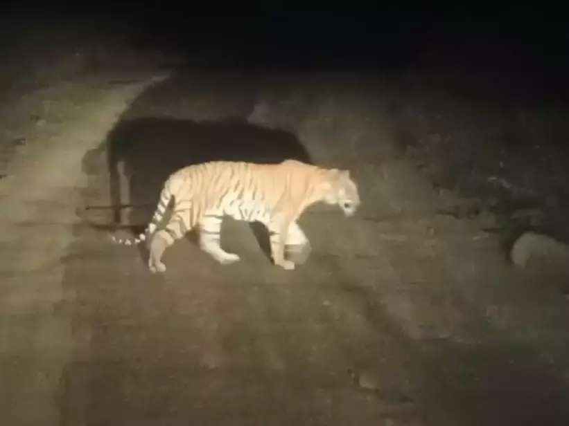 Sub-adult tiger crosses Penganga, enters Adilabad forest Sub-adult tiger crosses Penganga, enters Adilabad forest