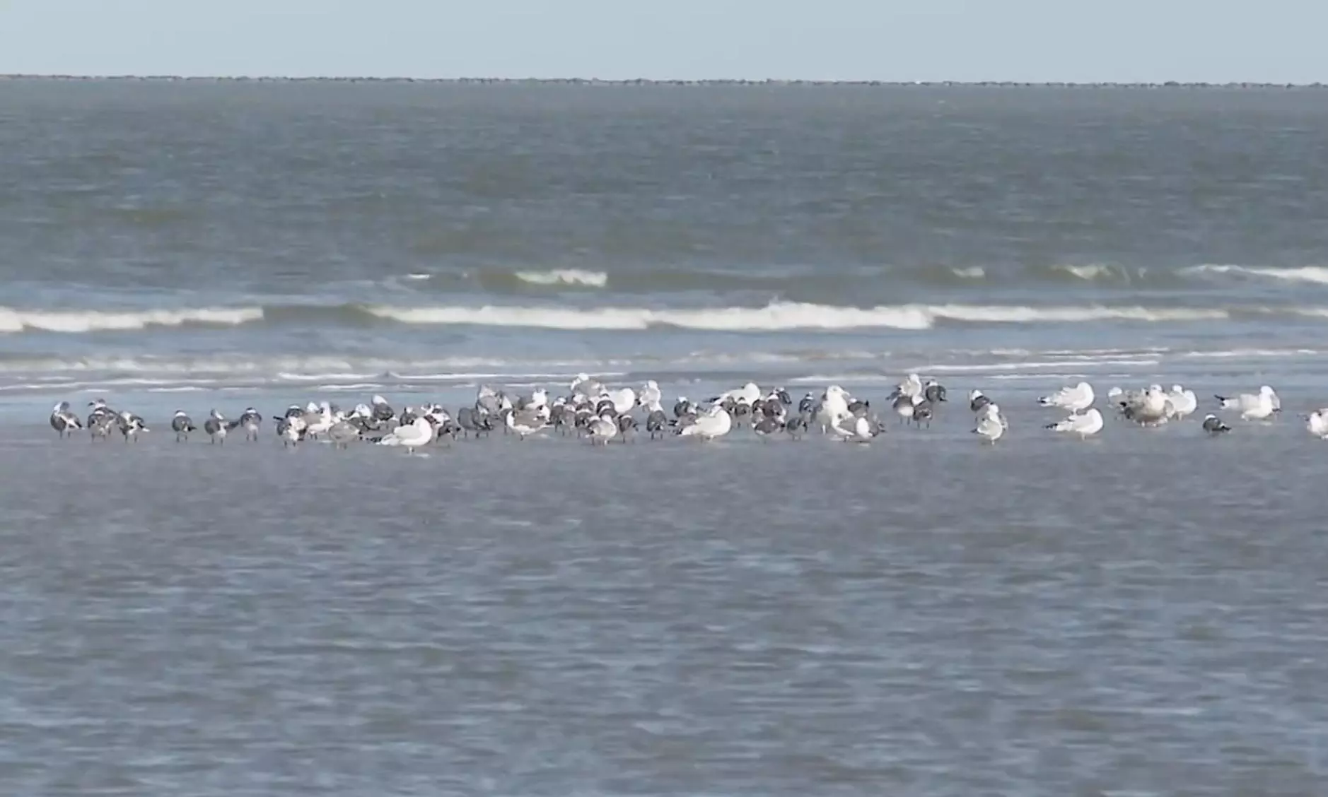 Google Maps To Rename Gulf of Mexico to Gulf of America Google Maps To Rename Gulf of Mexico to Gulf of America