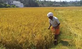 Tribal farmers to celebrate tubers, roots fest today