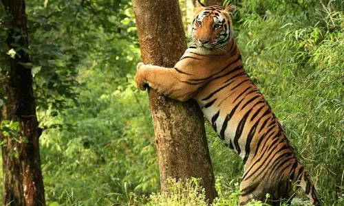 Villagers Panic After Tiger Spotted In Boath Forests