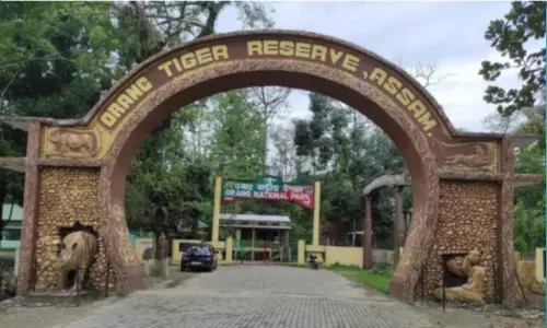 Assam: Tiger population thrives in Orang Tiger Reserve