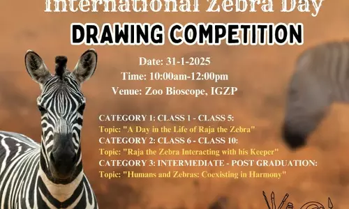 Focus on Raja at Vizag zoo on International Zebra Day today