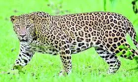 Leopard dies in trap near Madanapalle