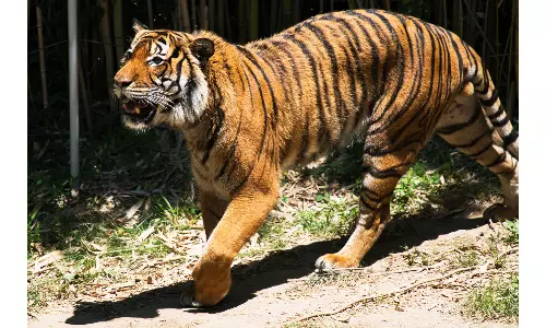 Study finds India doubled its tiger population in decade, credits conservation efforts