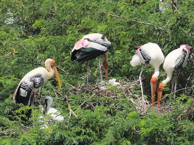 Two More Ramsar Sites for Tamil Nadu Two More Ramsar Sites for Tamil Nadu