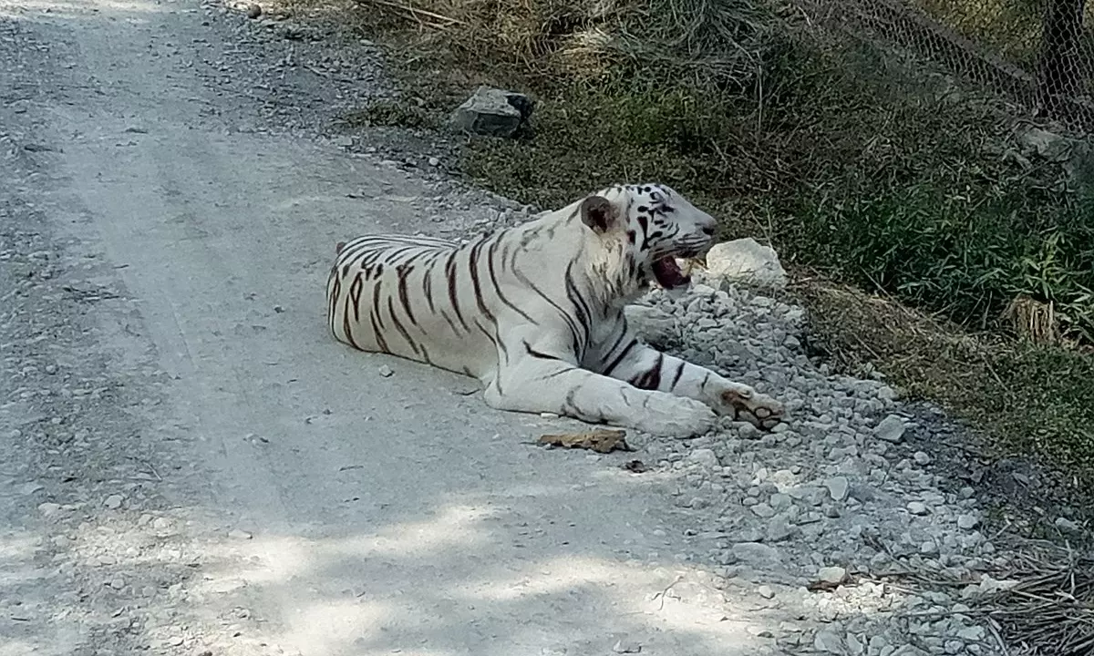 White Tiger Cub Dies at Nandankanan Zoo