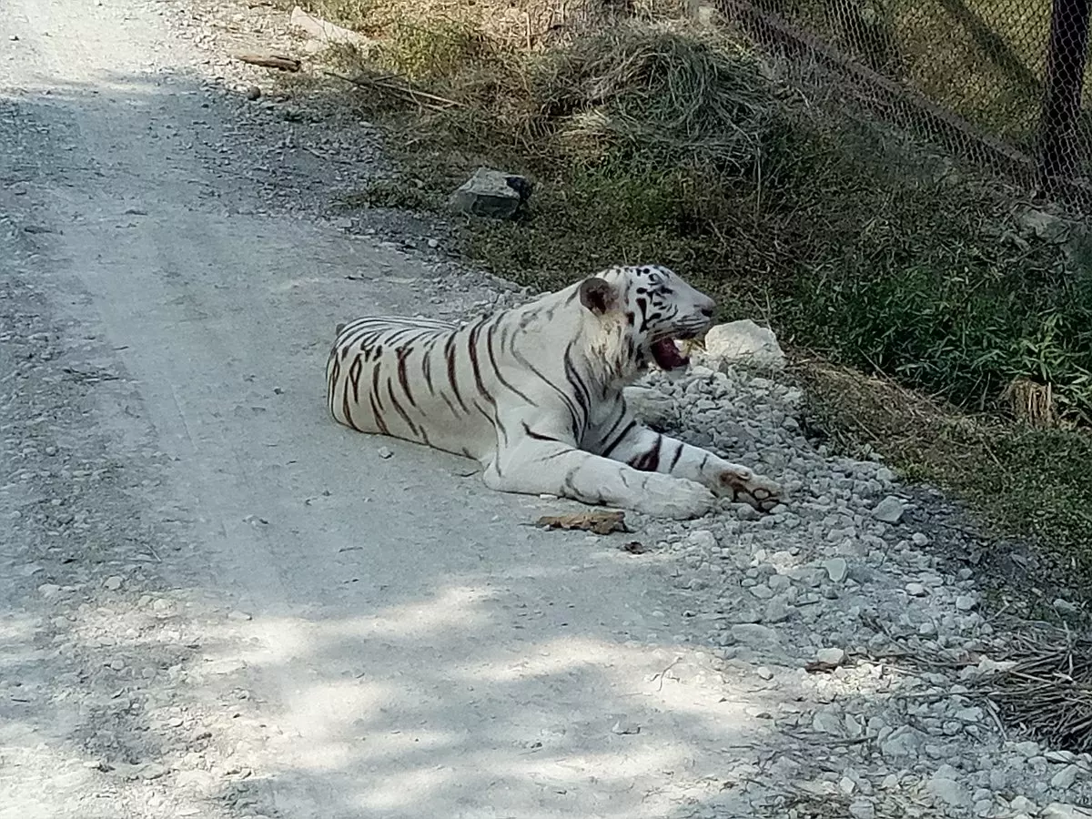 White Tiger Cub Dies at Nandankanan Zoo