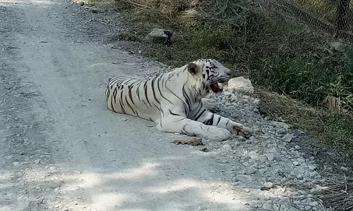 White Tiger Cub Dies at Nandankanan Zoo White Tiger Cub Dies at Nandankanan Zoo