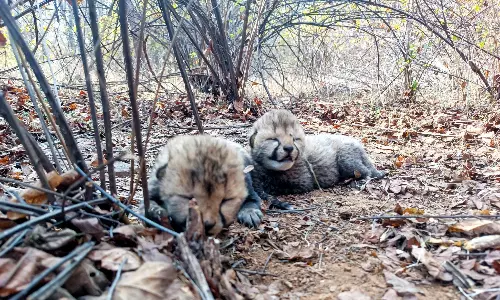 MP: Veera Gives Birth to 2 Cubs in Kuno National Park MP: Veera Gives Birth to 2 Cubs in Kuno National Park