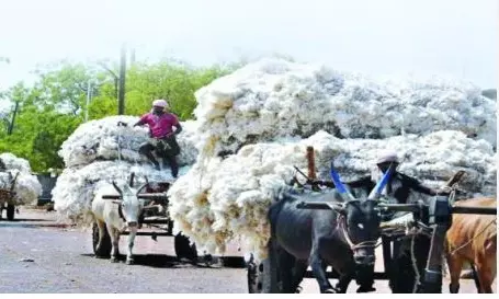 9 lakh Telangana farmers benefited after CCI procured 210.19 lakh quintals of cotton: Centre