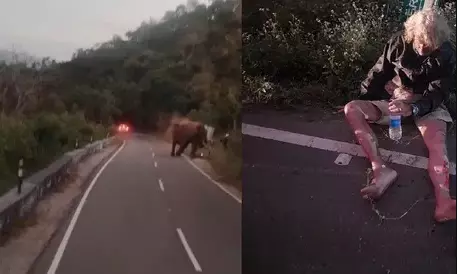 Elephant attacks German tourist in Coimbatore, video goes viral