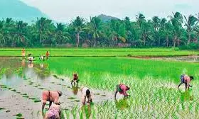 Data discrepancies hinder farmers UID registration