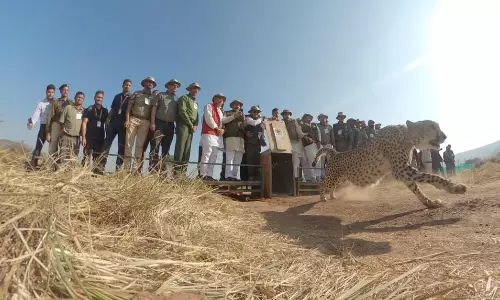 3 cheetah cubs released into wild in Kuno 3 cheetah cubs released into wild in Kuno