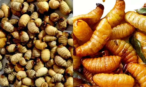 Sago Worms: A Tribal Delicacy in ASR District