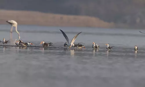 Three tagged Indian skimmers found in Karimnagar