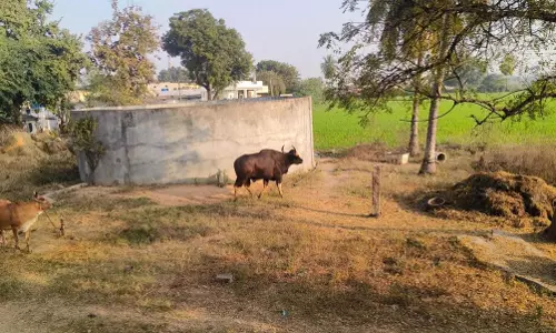 Rescue attempt of wandering Gaur goes awry, vet injured