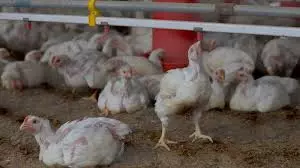 Poultry farms witness deaths of chickens with viruses
