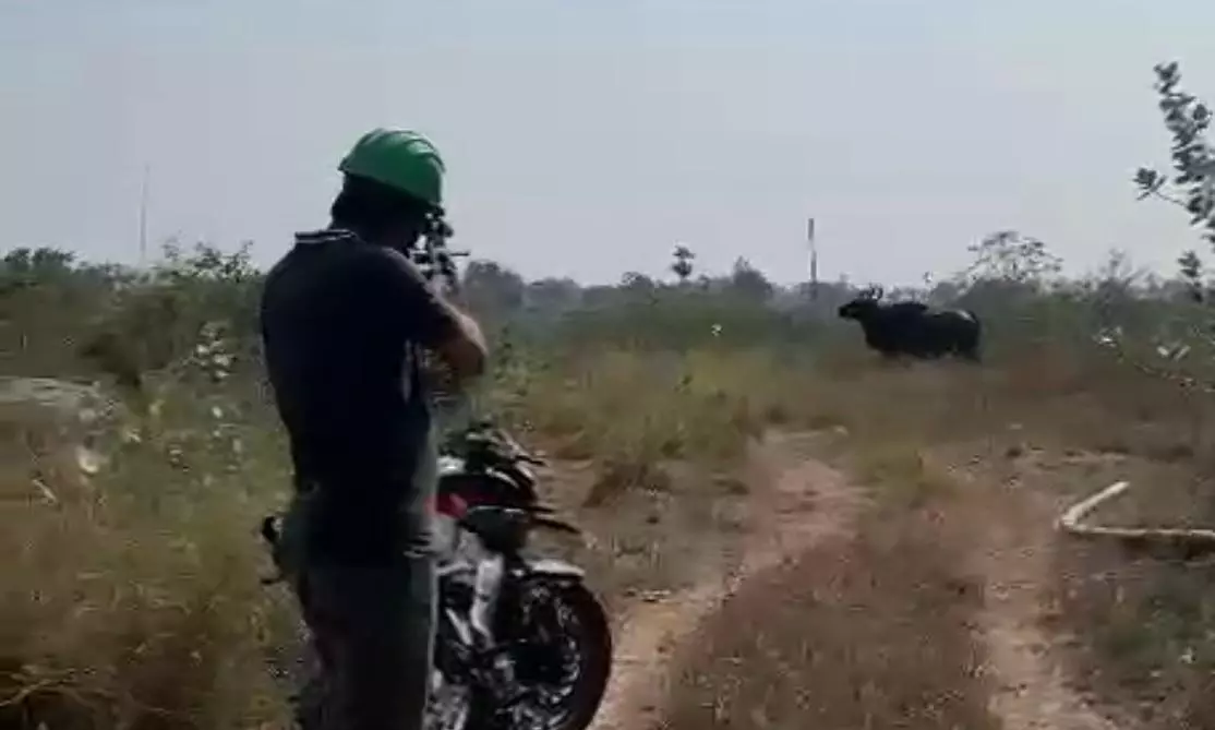 Rescue goes wrong, wandering gaur dies after one last run for freedom