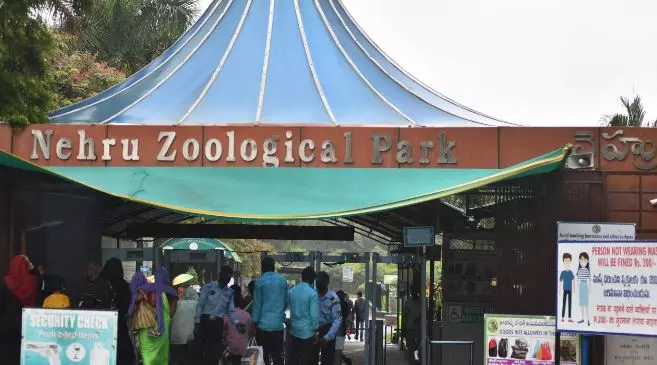 Rhea, emu chick die at Hyderabad zoo due to injuries, climate issues