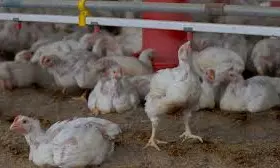 Poultry farms witness deaths of chickens with viruses