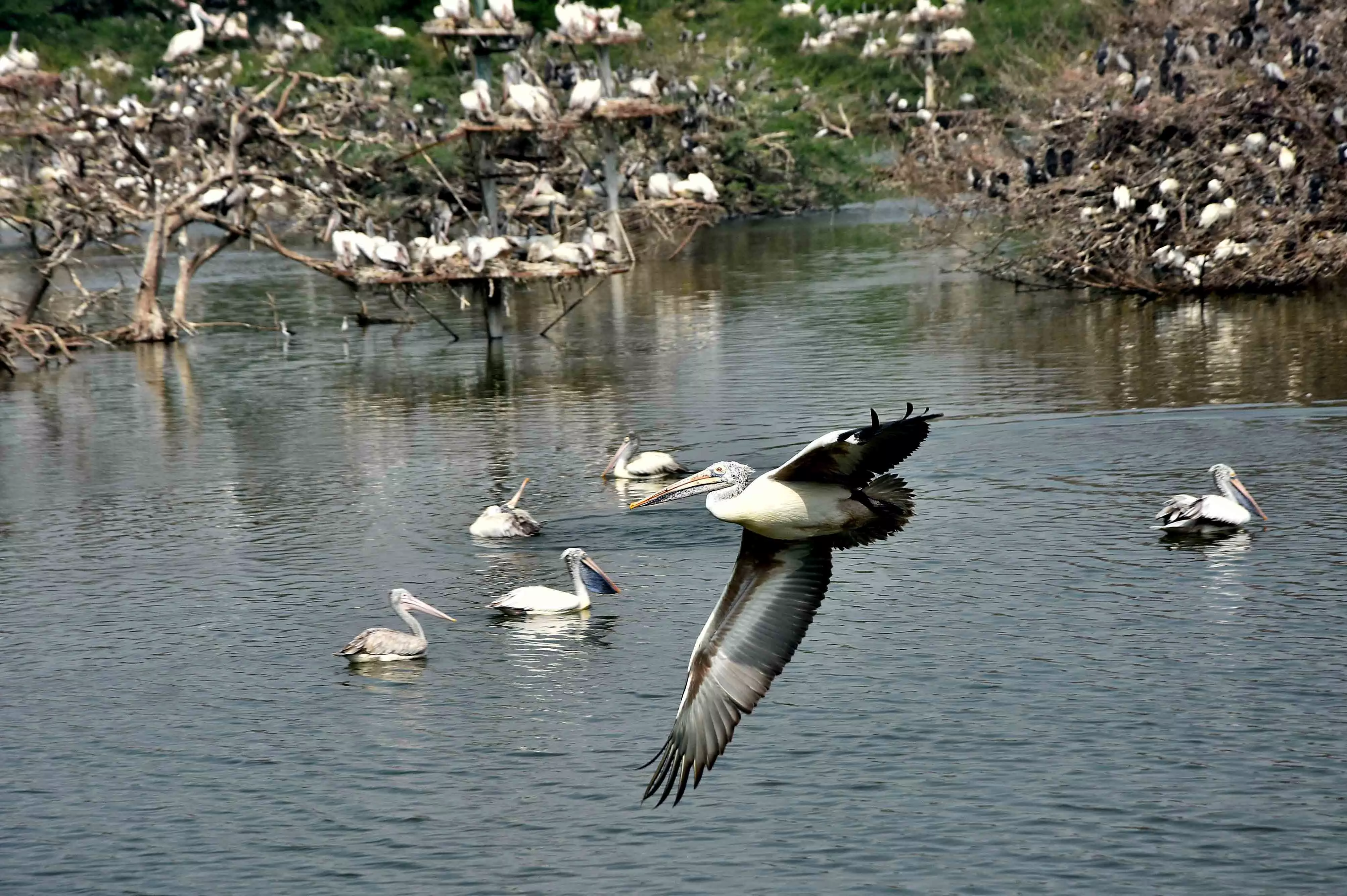 2.3 L winged visitors from Europe, C. Asia land in AP
