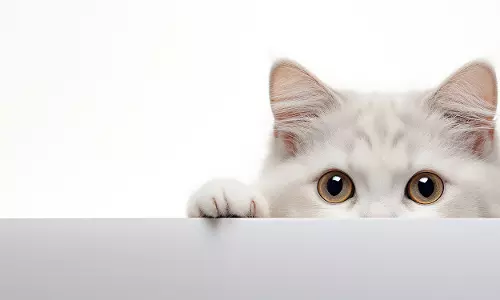 Teachers cat missing case turns curious in Nalgonda