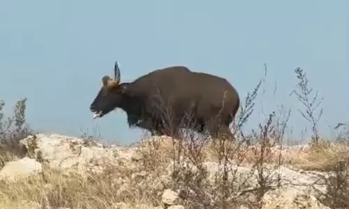 Gaur Death Exposes Telangana’s Wildlife Rescue Flaws