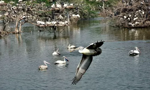 2.3 L winged visitors from Europe, C. Asia land in AP