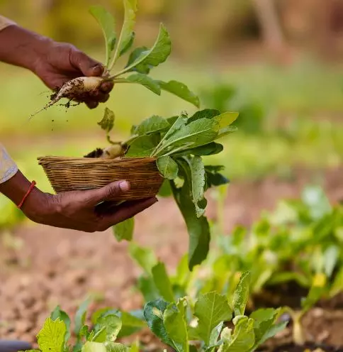 Soil Matters More than Genes for Red Gram Growth: UoH Study