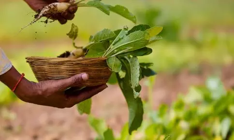 Soil Matters More than Genes for Red Gram Growth: UoH Study